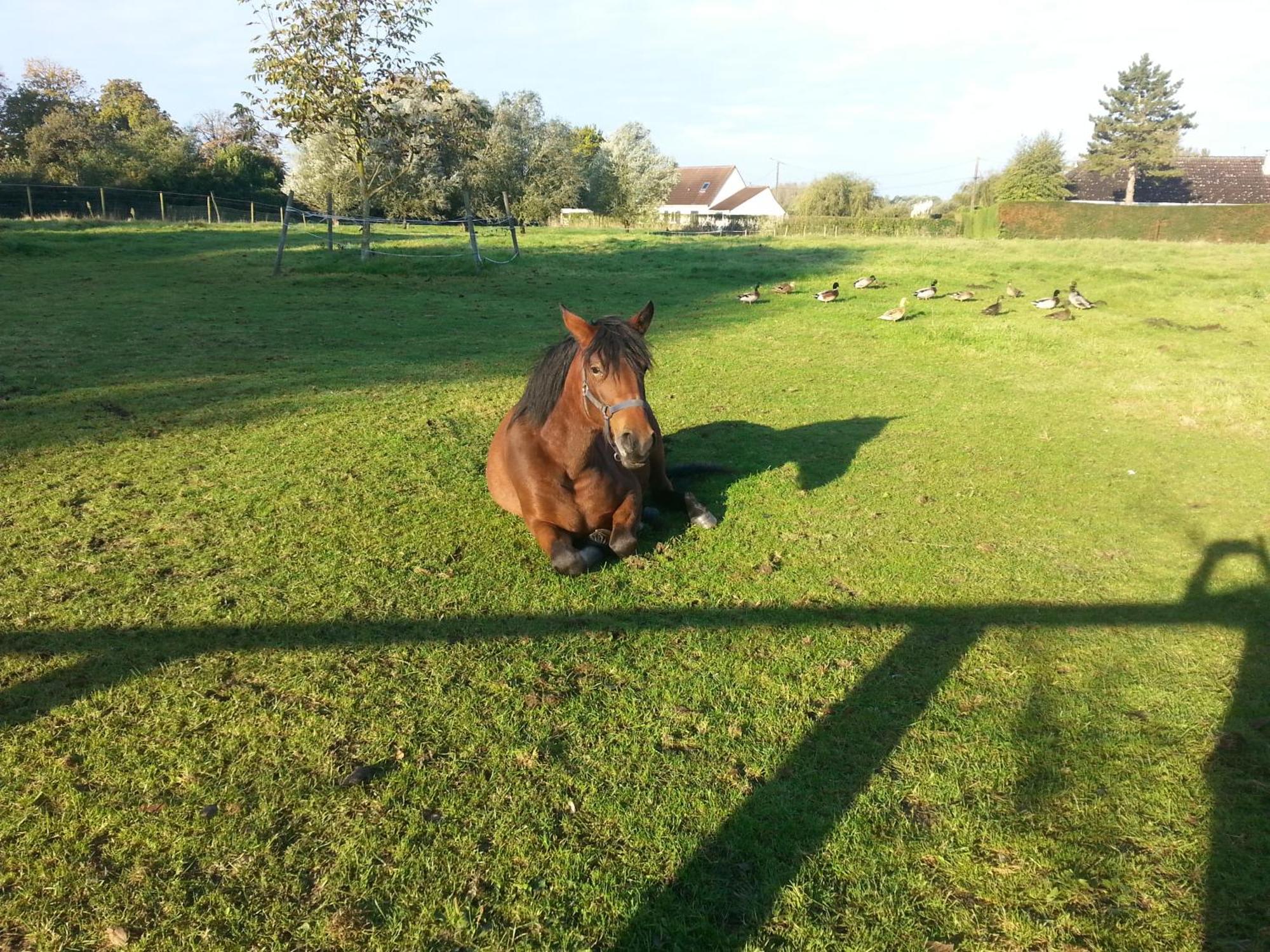 La Becassine *